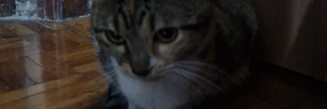 Gitsuhashi's profile banner image