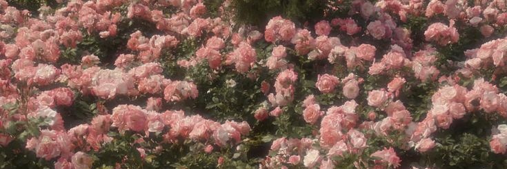 𖥸 ياسمين banner