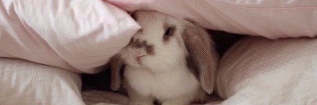 AMBUNNYROSE's profile banner image