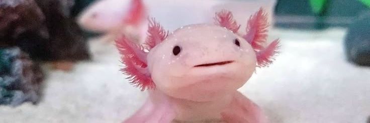 mijodepistache banner