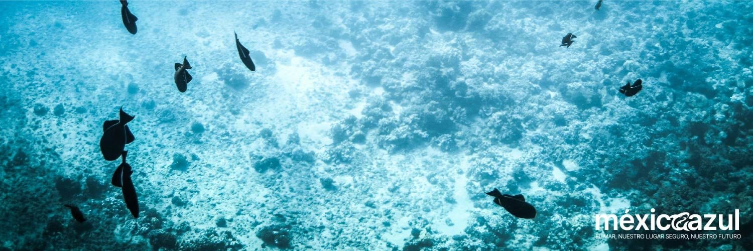 Fundación México Azul banner