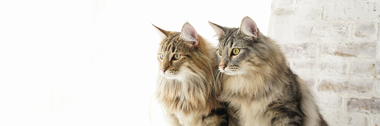 とらやろう🐯C107火曜東モ15a banner