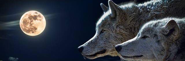 LauraCwioks's profile banner image