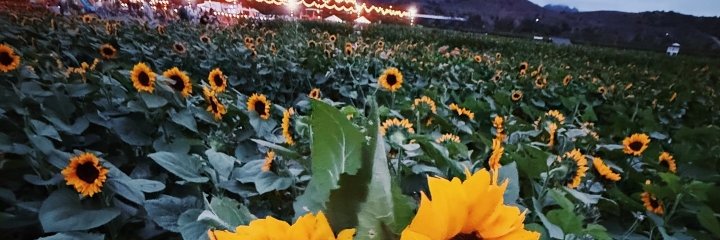 ChanteF95's profile banner image
