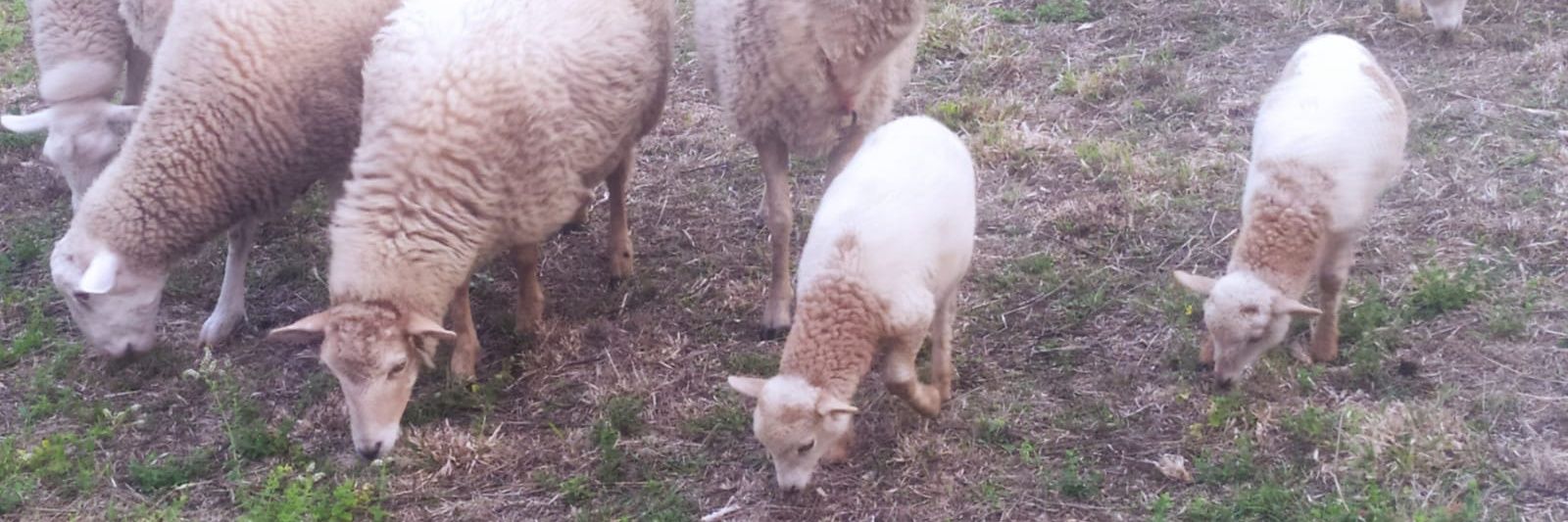 mochipocho🦎 banner