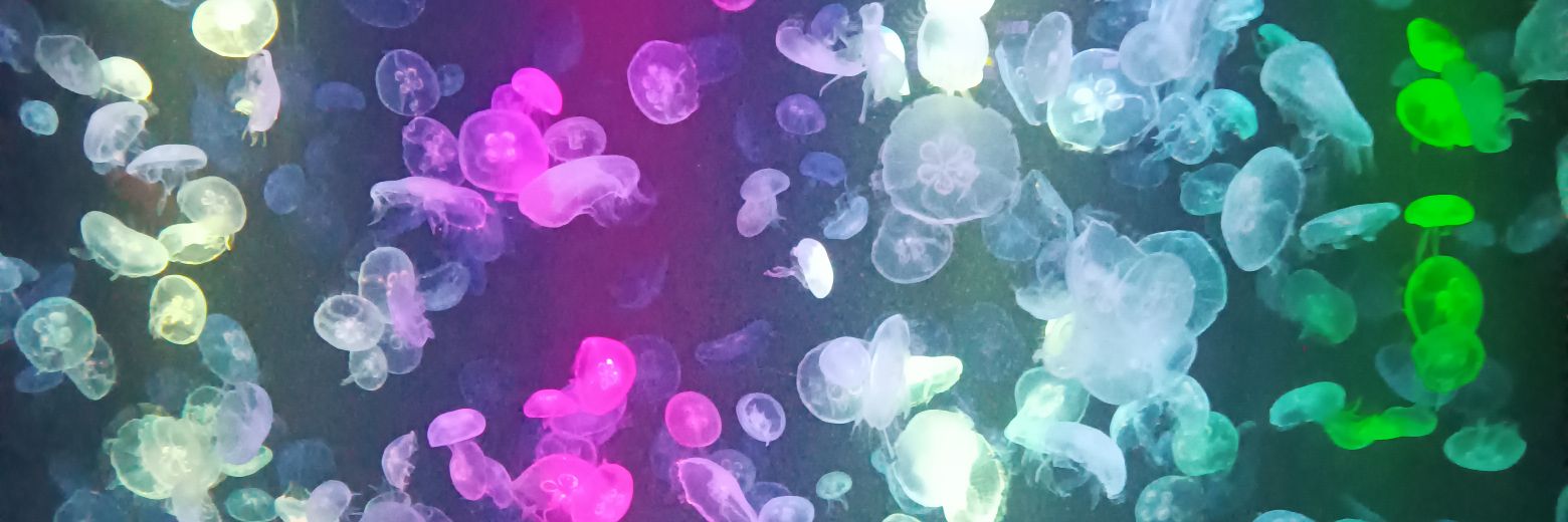 Shirokiri0X's profile banner image