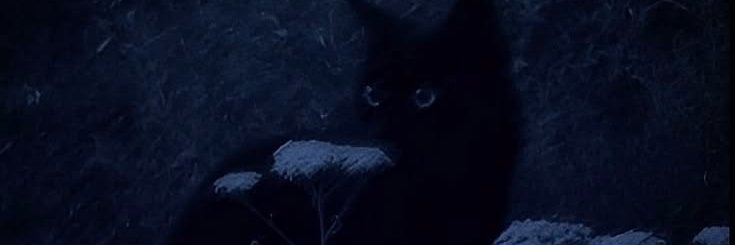 Barchomy's profile banner image
