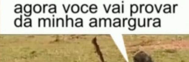 Acervo Rochóide banner