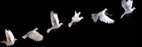 LeQuanteReborn banner