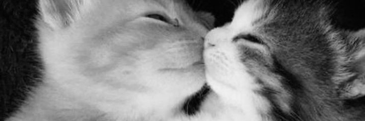 memorialgris's profile banner image
