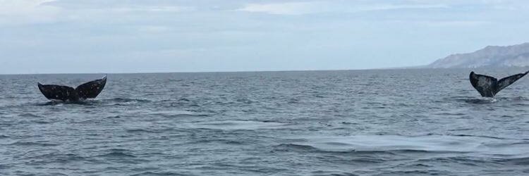 Ken_mx7's profile banner image