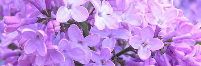 Marcelly banner