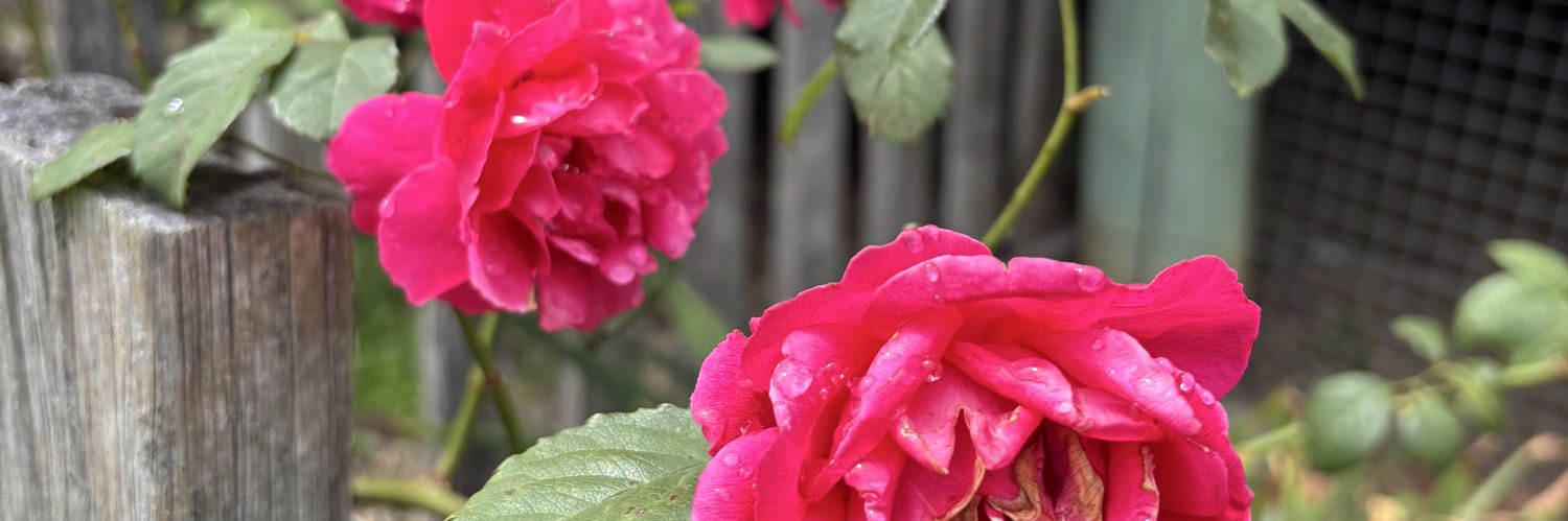 Maxx “C” 🏳️‍🌈 banner