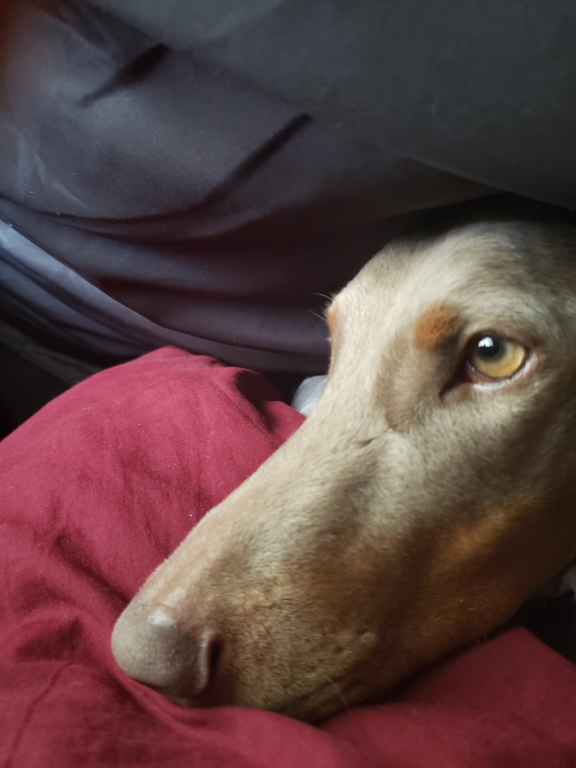 Belinda Carnley formerly TysMimi@TysMimi1 banner