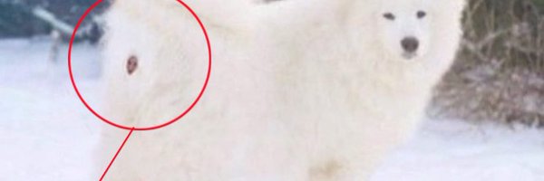 drusqk Profile Banner