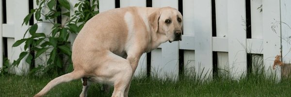 Chipiyey Chipiyo banner