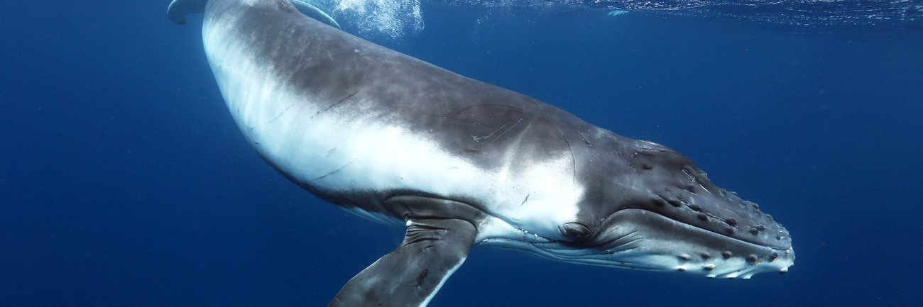 Mrs Ghost at Fred's Fish Fry banner
