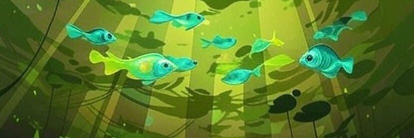 🌿Raccoon Verde🌿 banner