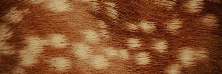 Karnavore1's profile banner image