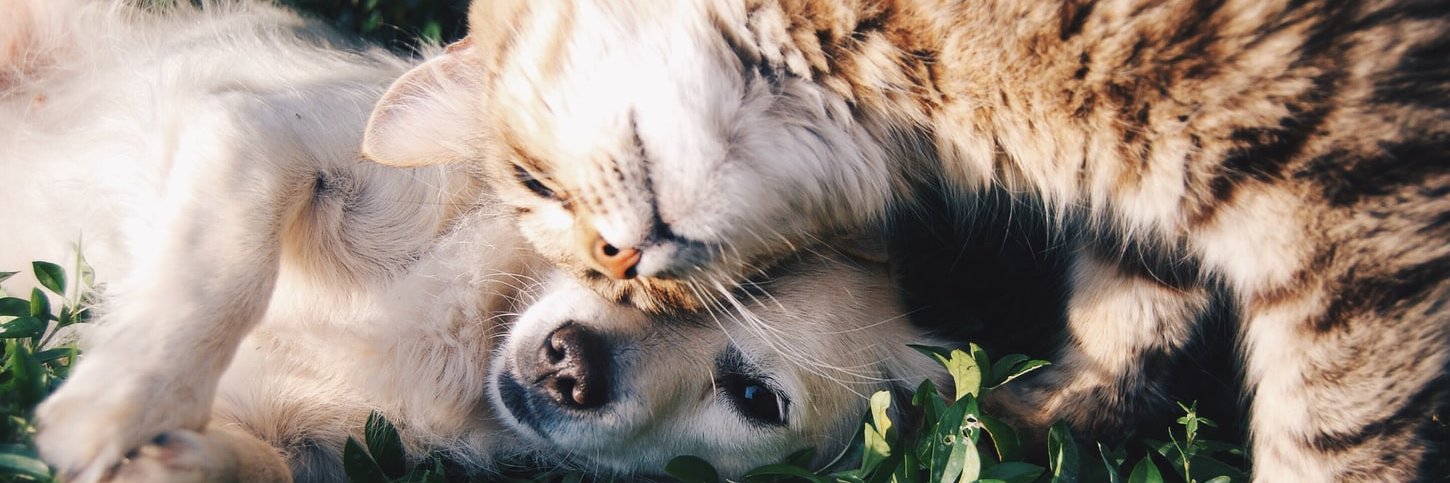 Kathryn Knock banner