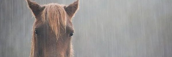 Crazioer's profile banner image