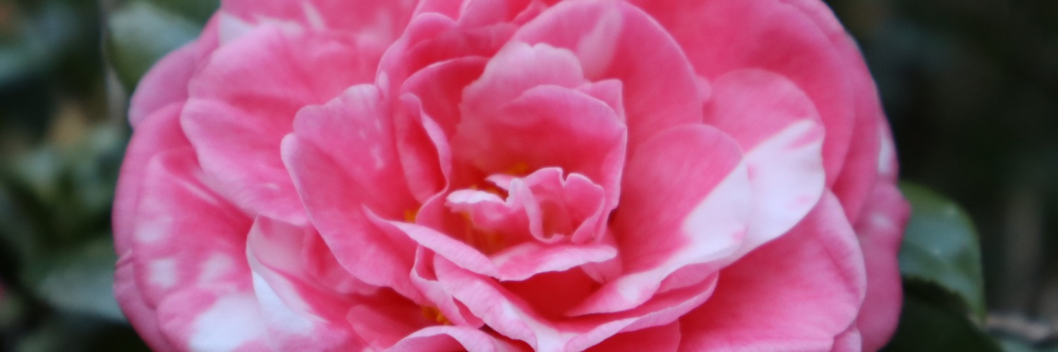 Vine Staff (BABA EVENT!!!) banner