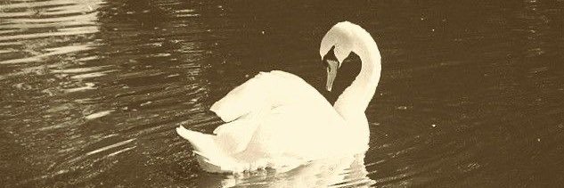 🌷 banner