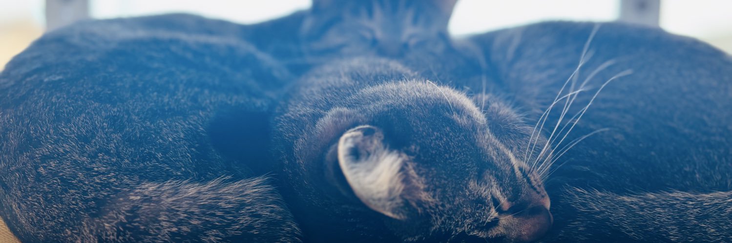 もちごめ@低浮上 banner