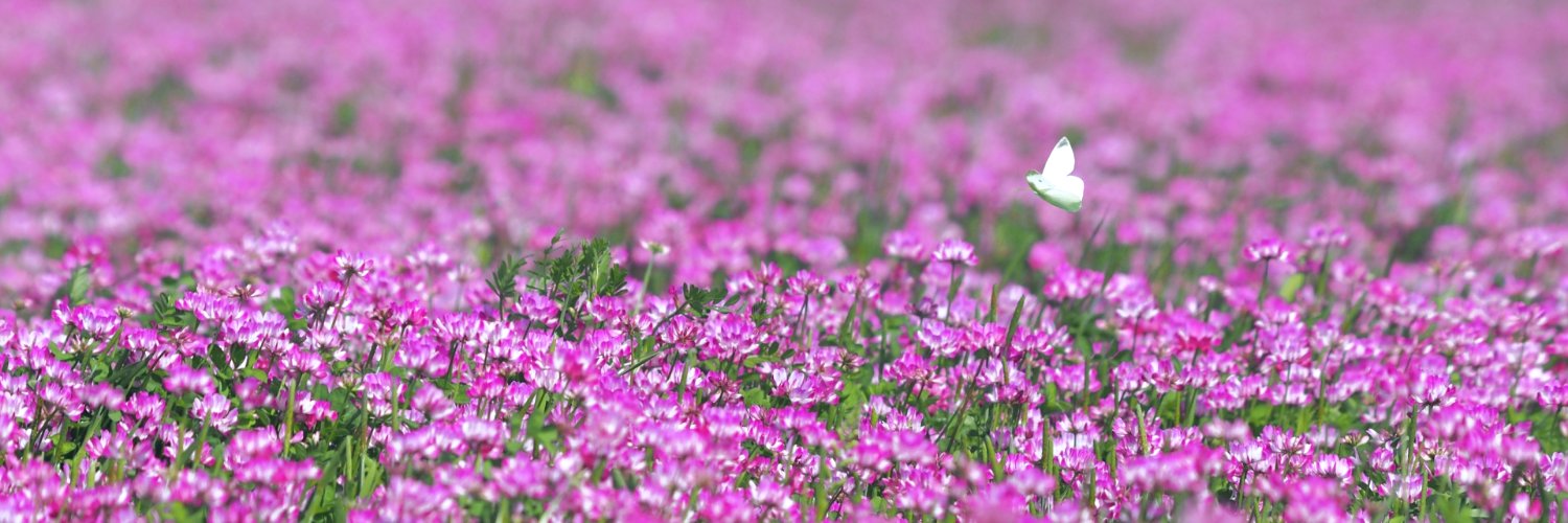 lotuspaduma2's profile banner image