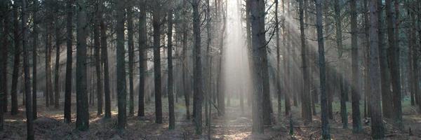 DamoStarr Profile Banner