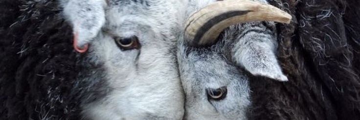 smilltrud's profile banner image