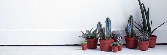 nitarini's profile banner image