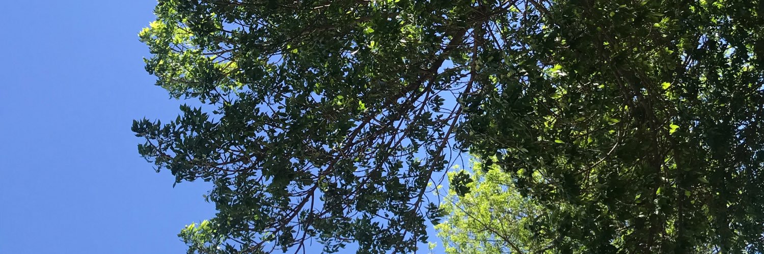 CaamiTurinetto's profile banner image