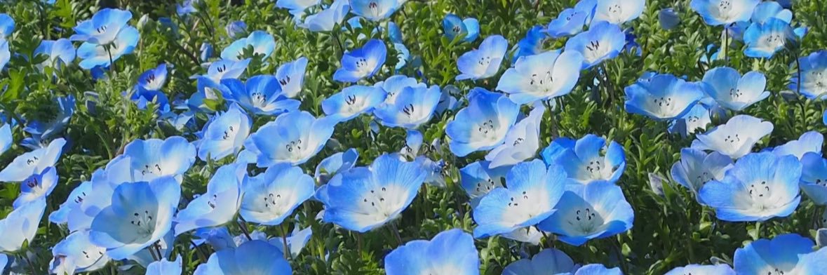 ちきんりとる＠もやしは水 banner