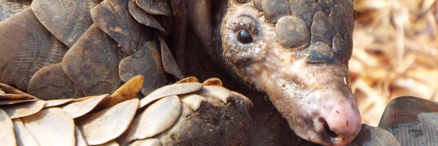 Save Pangolins Profile Banner