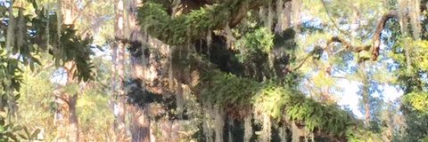 RoyceannF's profile banner image
