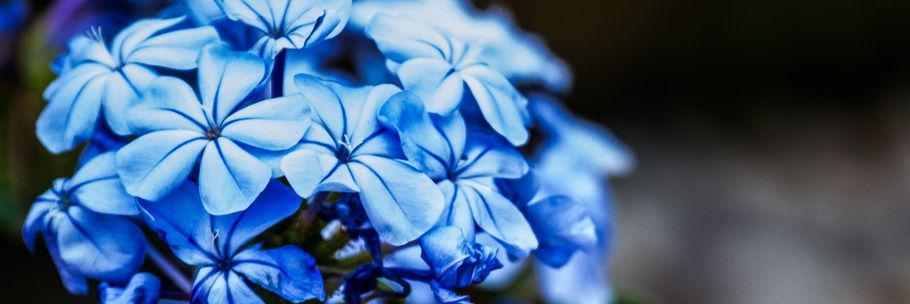 naluque's profile banner image
