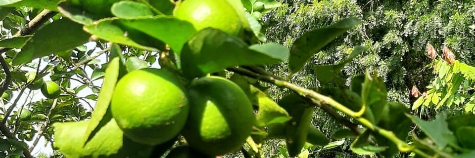 EdvinEstuardo's profile banner image