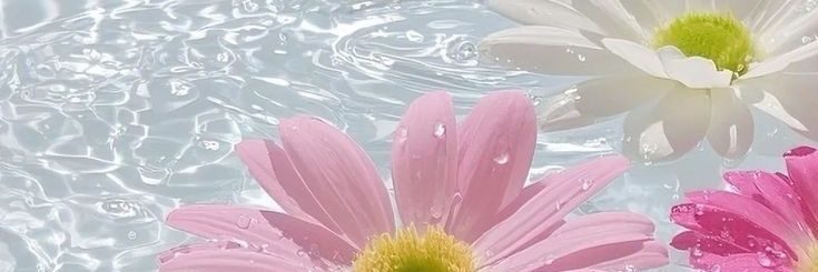 Xena Maria🇧🇷🍓🐺 banner