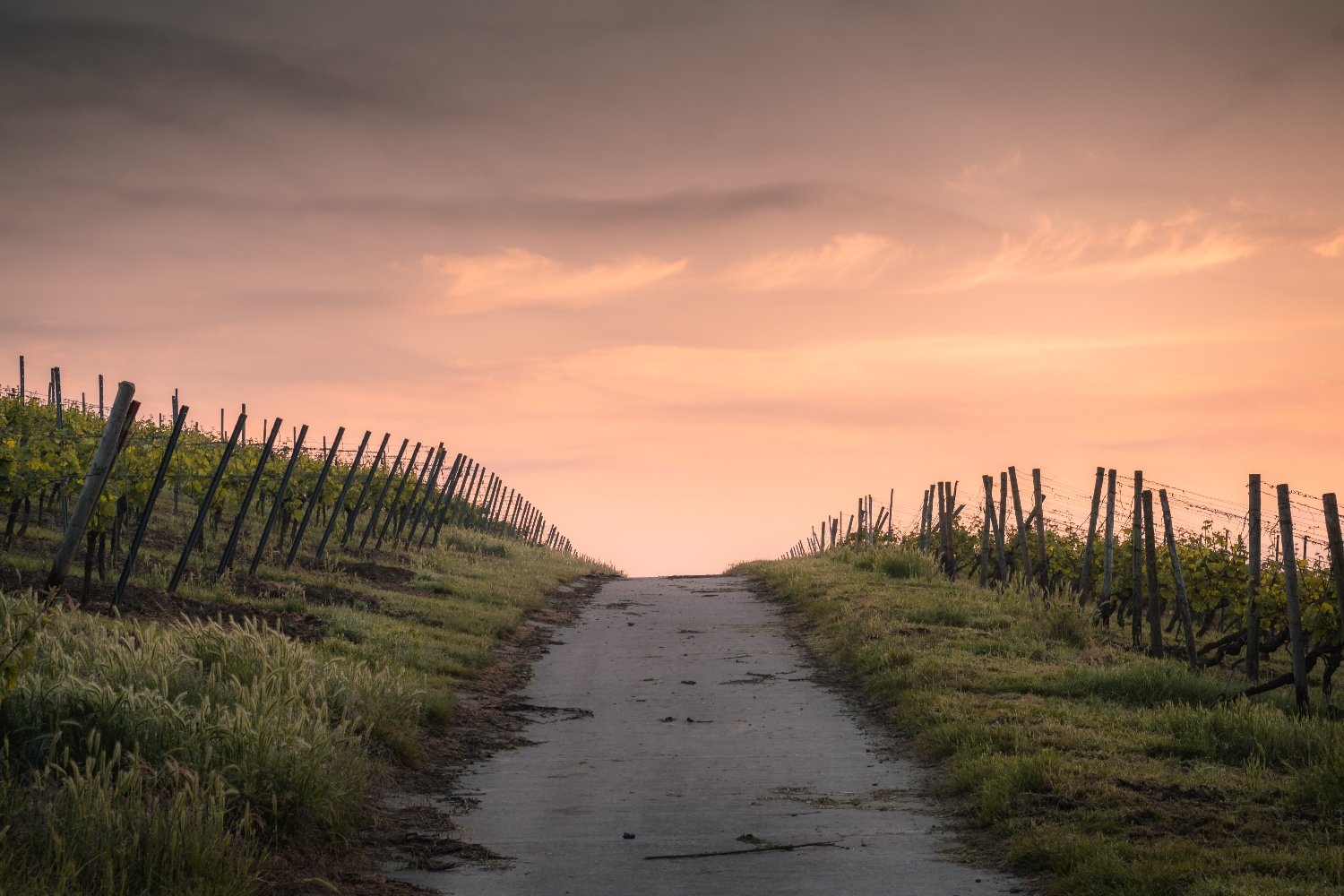 WineMDQ's profile banner image