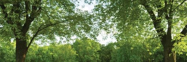 NeviulA banner