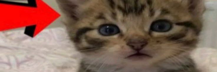 whiteredrosie's profile banner image
