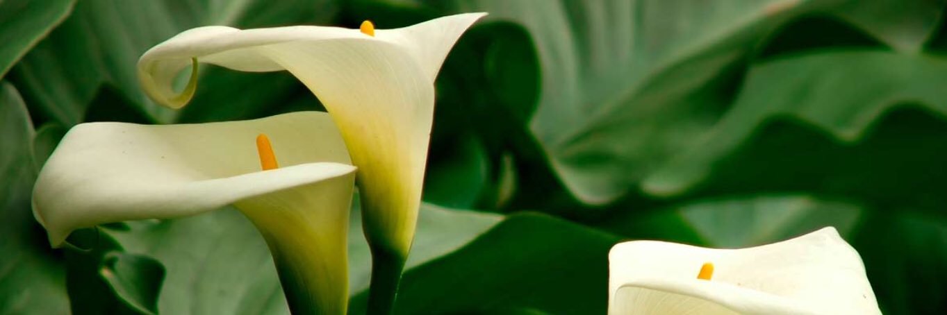 Ana Laura Sada #𝐕𝐚𝐥𝐪𝐮𝐢𝐫𝐢𝐚𝐬⚔️ #VxM #LDG banner