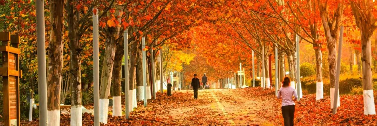 荒野上的狼(互fo) banner