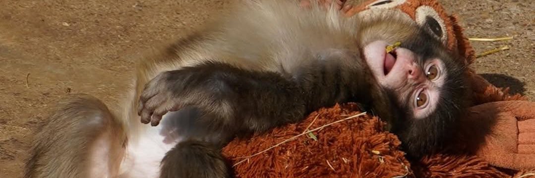 bb!(_ _).｡o○ banner