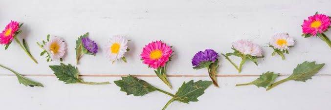 🌼 banner