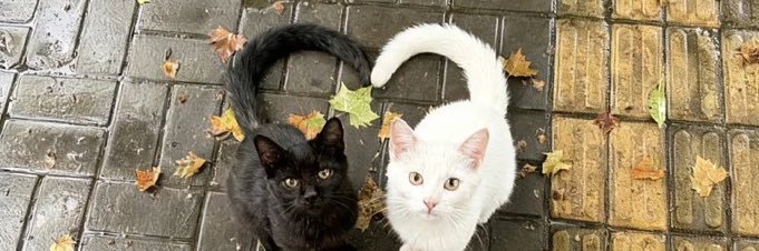 Febbeyear's profile banner image