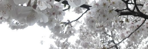 𔘓 banner