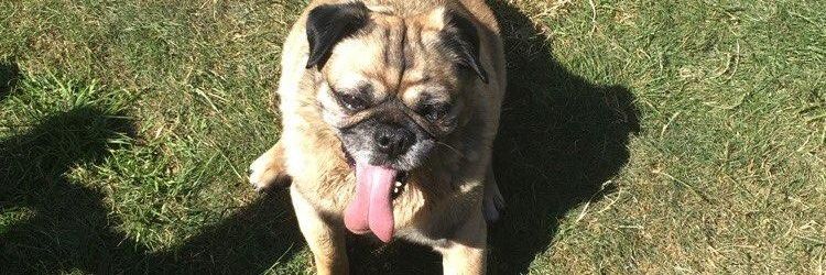 Rı¢ħ Høмıe Jυαи banner