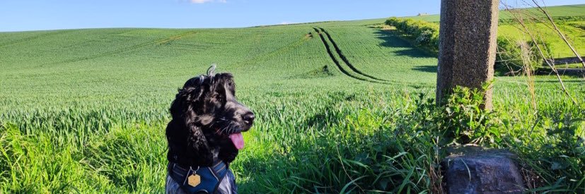 Kris Phillips banner